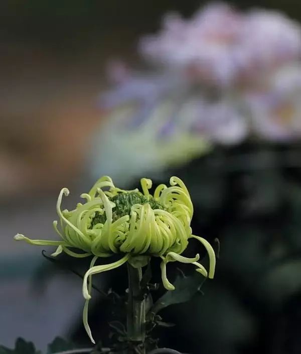 中国十大名花排行哪个是你的最爱,你知道中国十大名花是什么花吗