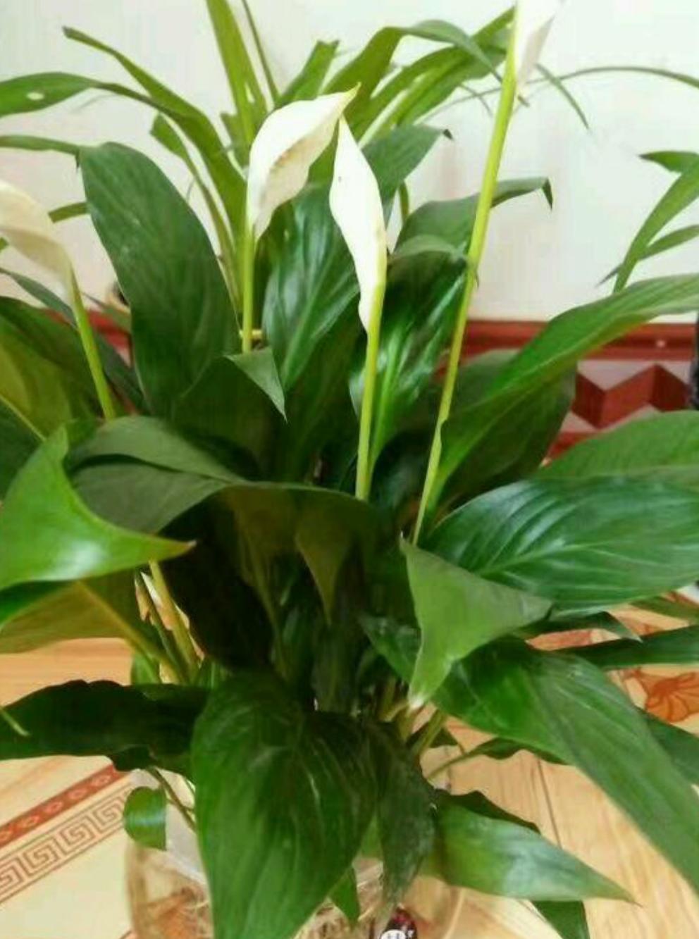 白掌叶子发黑了怎么补救,白掌叶片发黄有黑斑怎么回事