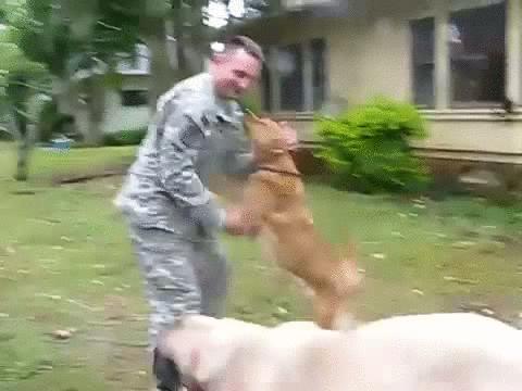 狗狗不凶它它就不听话怎么办,狗狗异常兴奋到处乱窜钻墙角