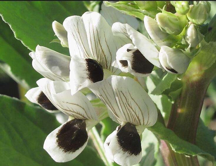 过年好吃的坚果有哪些,春节必吃的几种坚果