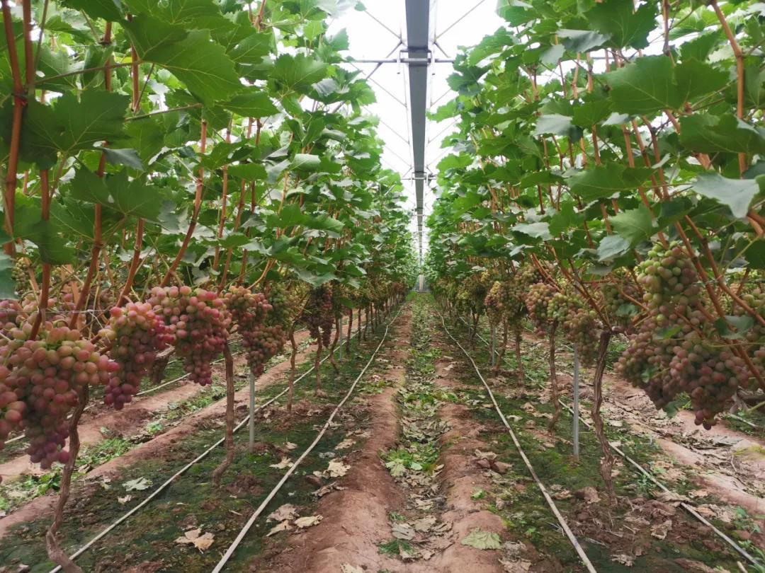 拒绝激素催熟着色，这才是转*界色**的传奇