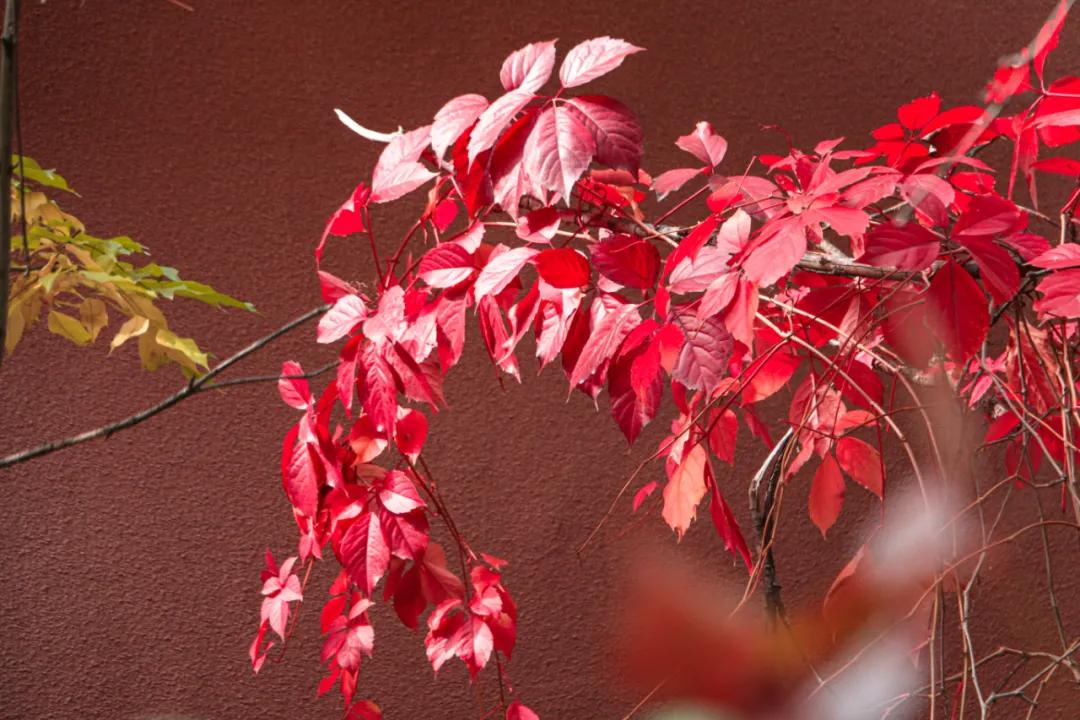 醉美大工秋|读书不觉已秋深，____________