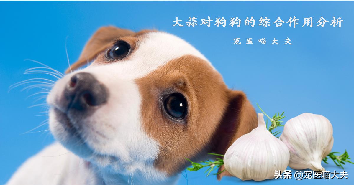 健康的狗狗能吃大蒜吗,健康的宠物狗可以吃维生素吗