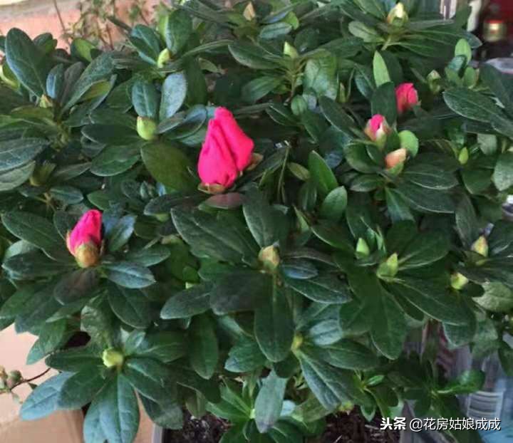 杜鹃花叶子出现斑点怎么回事,杜鹃花叶尖发黑掉叶子怎么办