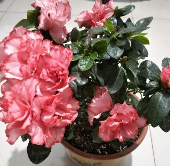 养花土壤结块怎么办,养花怎样避免土壤结块