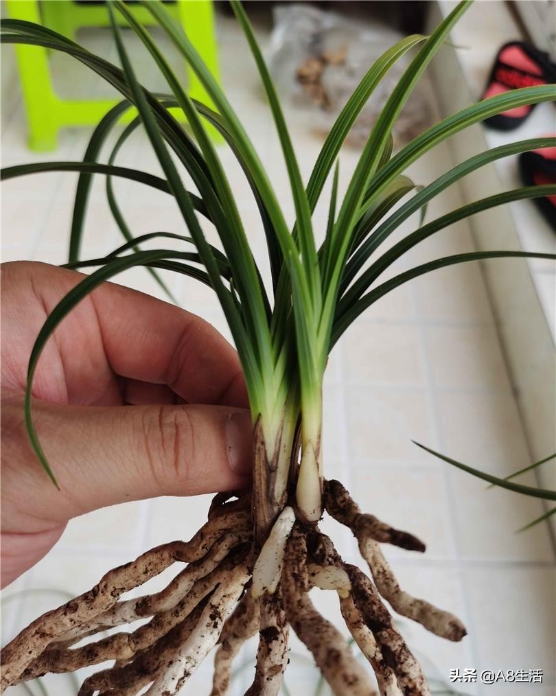 每日一品兰花图片大全,每日一品兰花价格