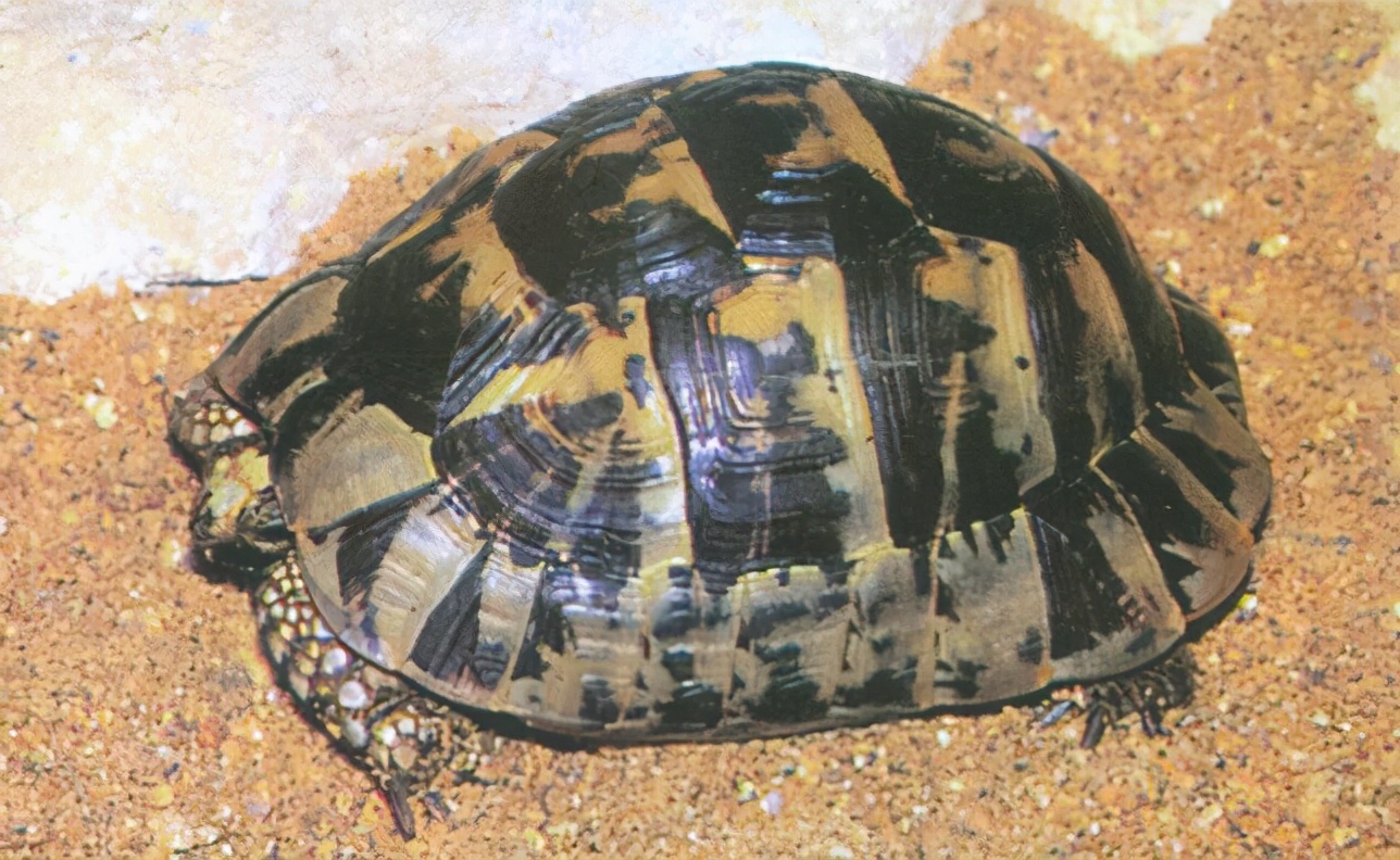 各种龟类图片大全大图,龟类展示会