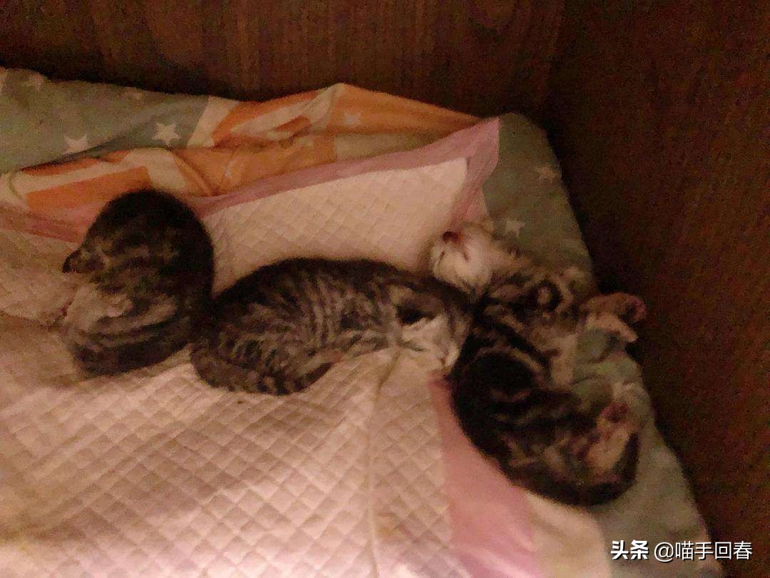 猫难产怎么挽救,猫难产是什么原因造成的