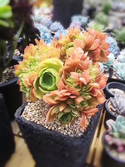 多肉法师韶羞现在能摘心吗,多肉法师欧紫跟韶羞的对比图