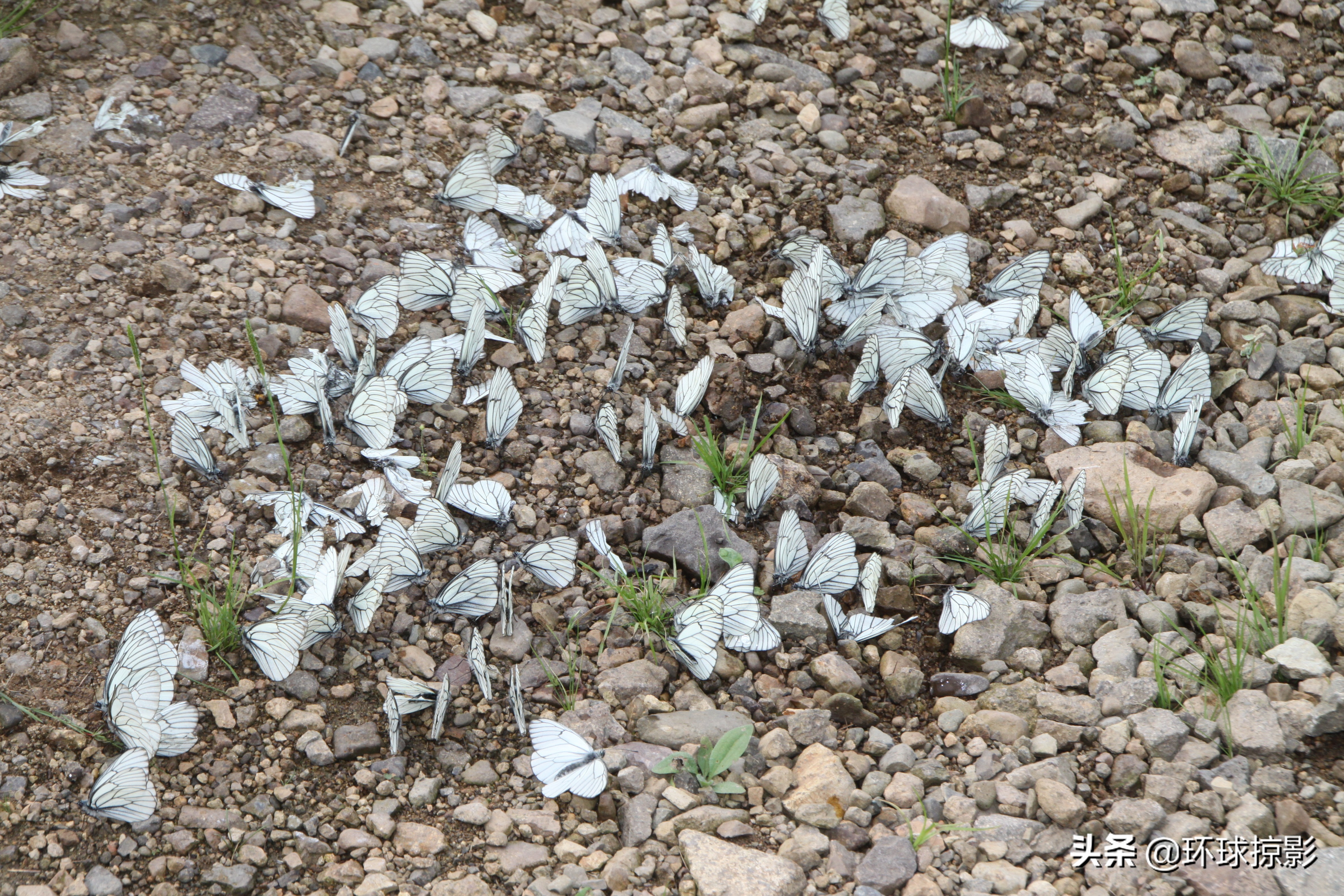 8月份漠河,呼伦贝尔8月中旬