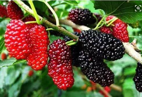 为什么说曹操是一个吃货？