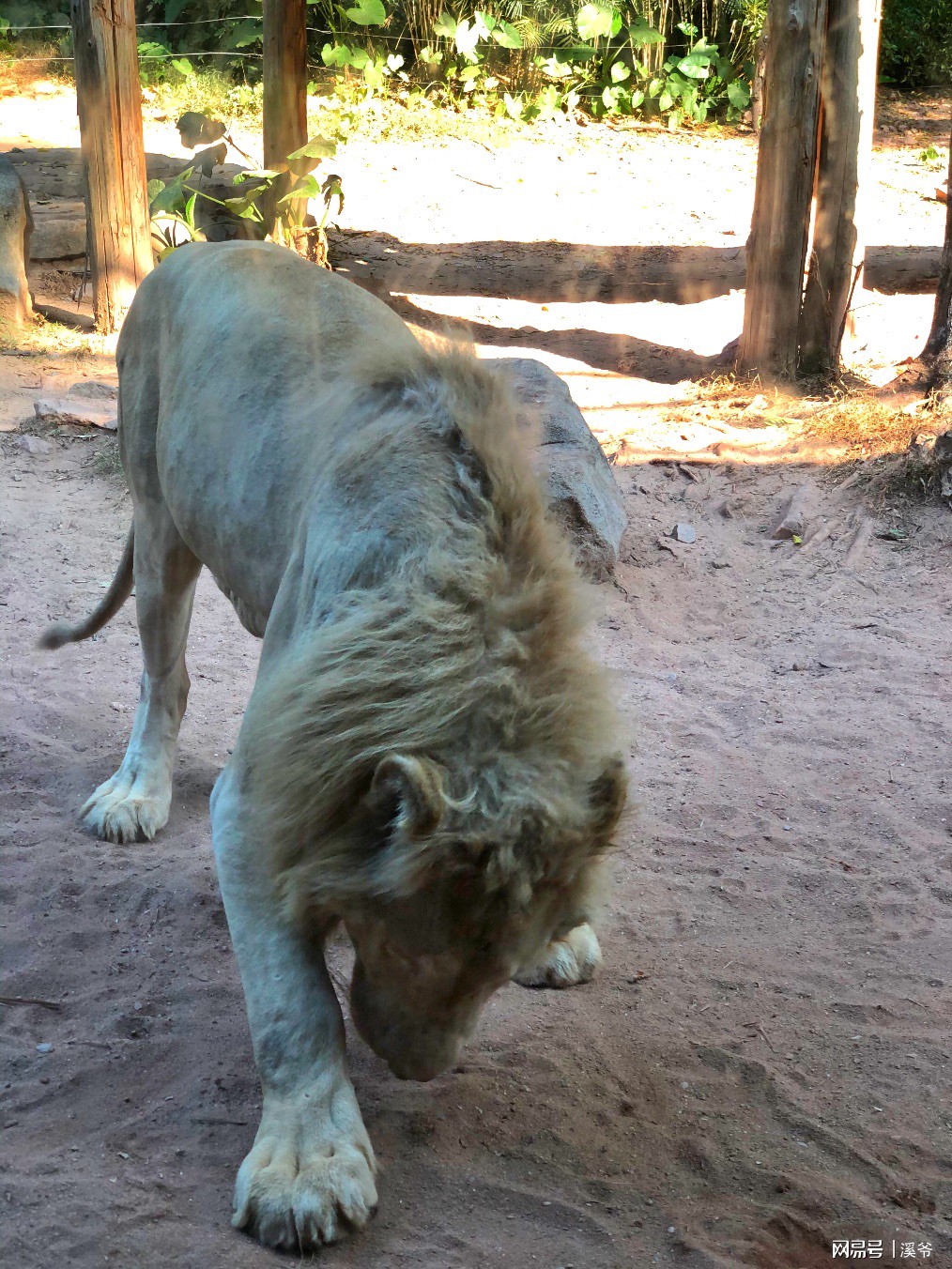 广州长隆游玩超详细亲子游攻略,史上最完整的广州长隆亲子游攻略