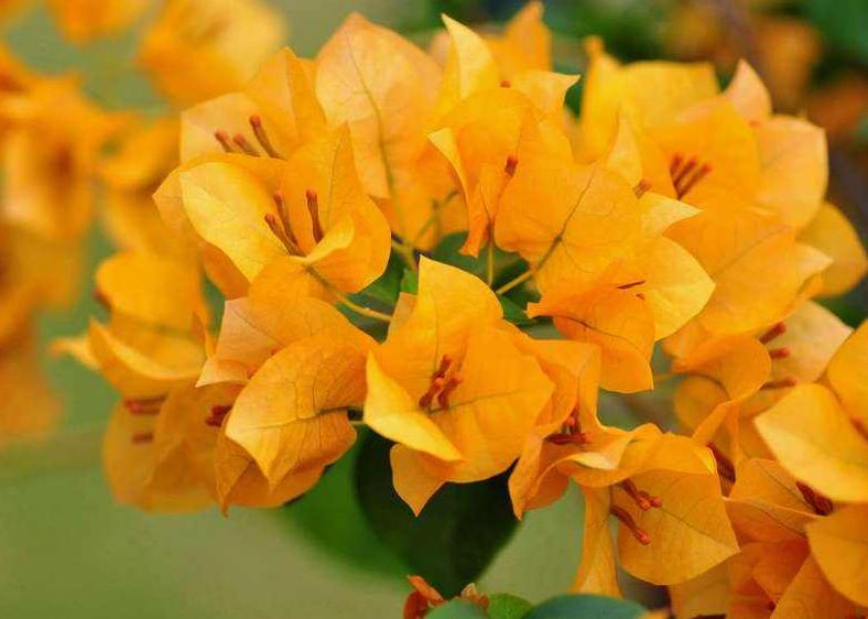 三角梅冻伤树干都出水了,五摄氏度三角梅在室外会冻伤吗