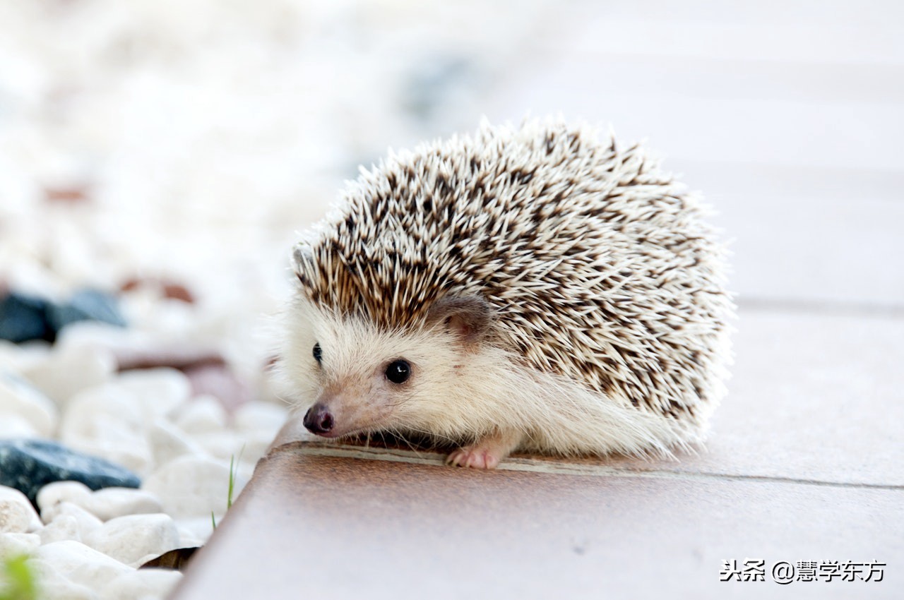 大学宿舍养猪被通报,大学生在宿舍养猪被通报批评