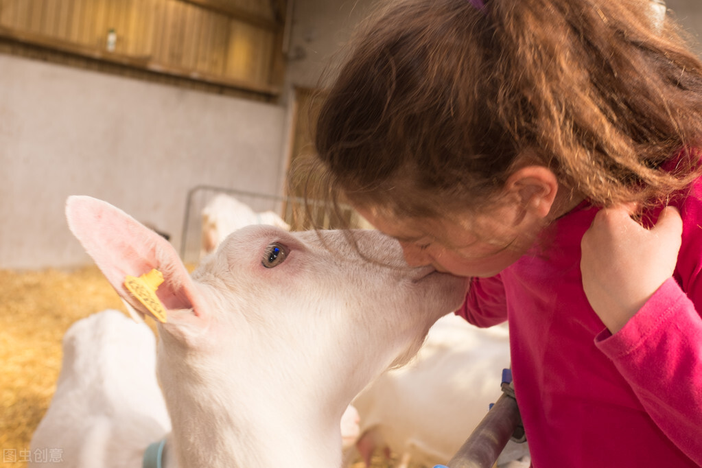 下羔母羊奶水少怎么办,母羊产前症状