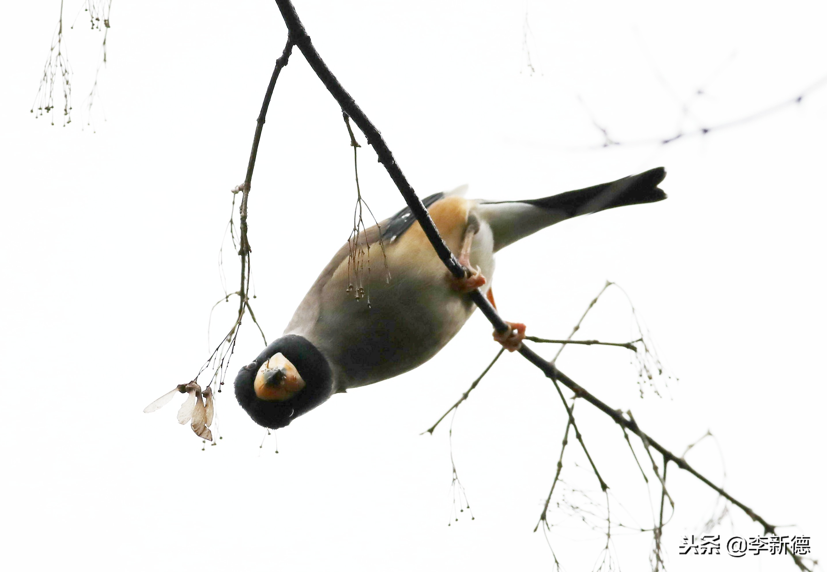 合肥高新区蜀峰湾,合肥市蜀峰湾
