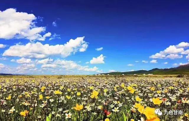 六月下旬甘南大草原花海,七月的甘南草原花海风光