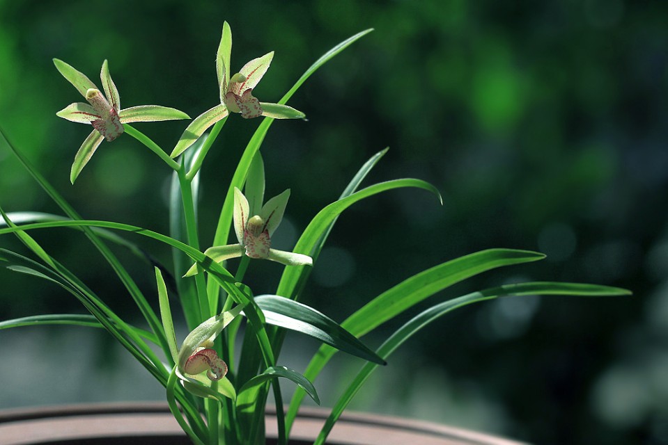 建兰开花后有的花苞变黄,建兰怎样养开花好看又香