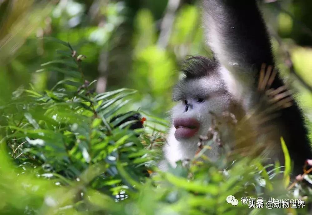 云南滇金丝猴主要栖息地为,中国濒临的动物金丝猴