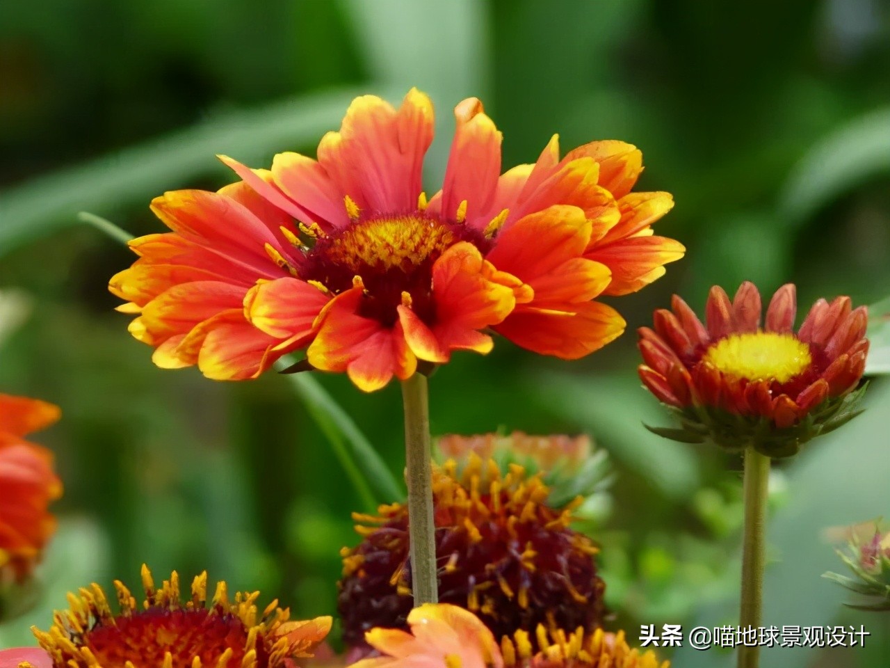 超级耐养的植物,极耐盐碱耐高温的植物