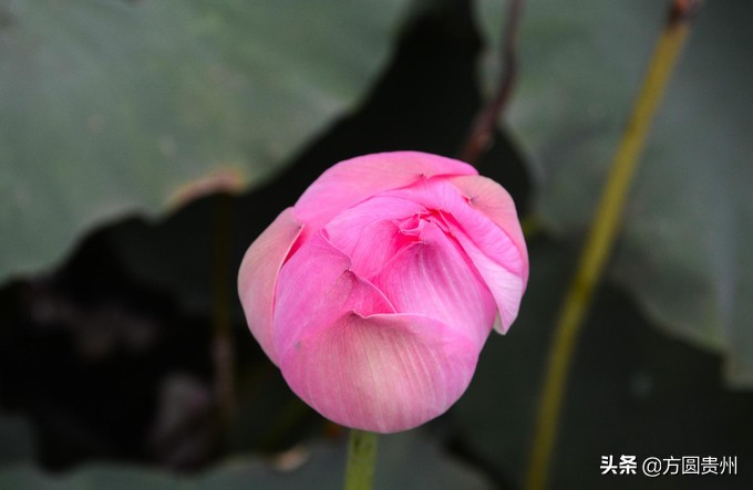 这个夏日，看这个美女如何在浙江乌村的第一百种玩法