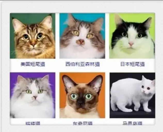 猫咪有哪些品种大全,不吃肉的猫咪是什么品种