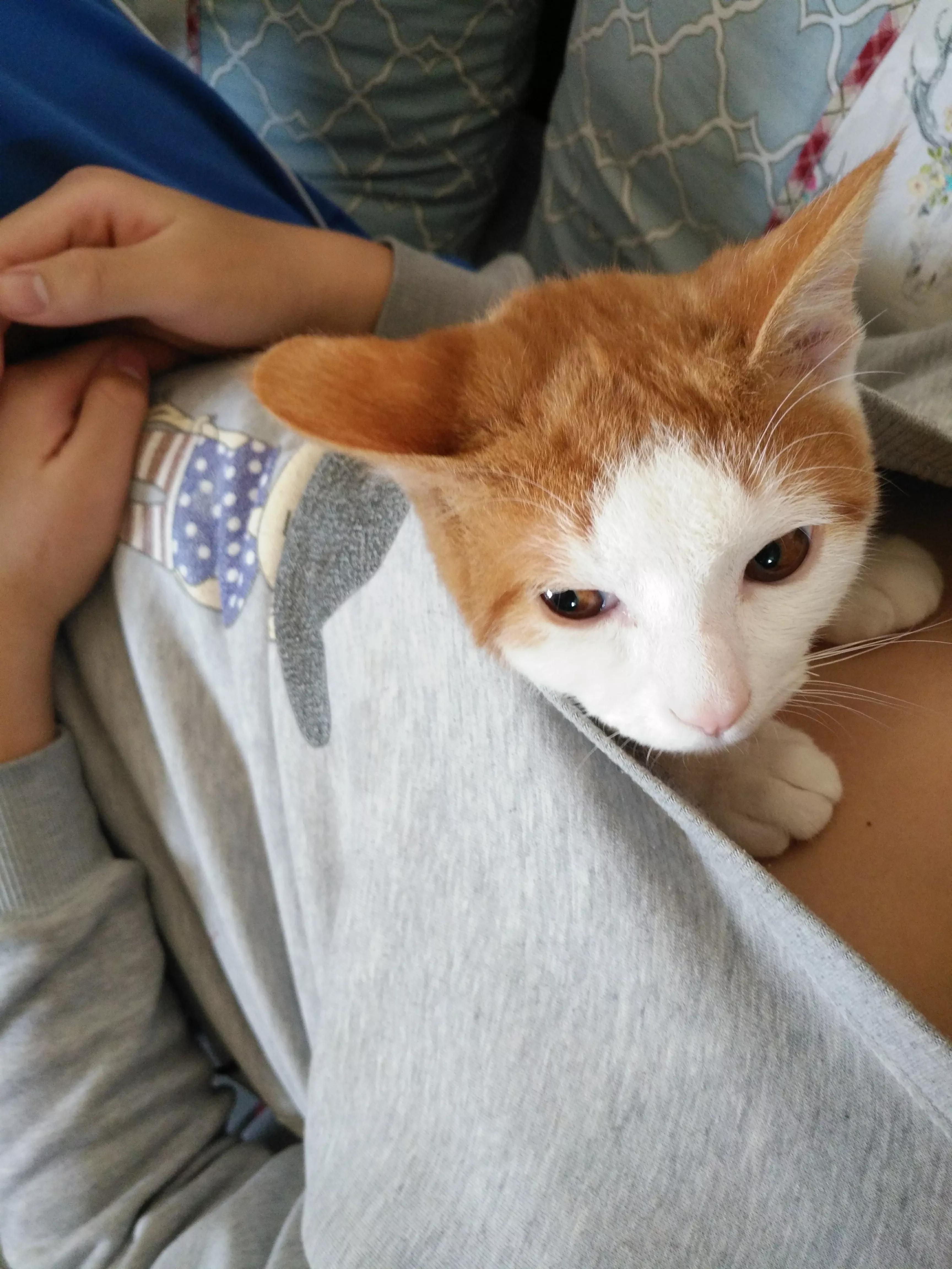 养猫和老鼠动漫,动画片猫和老鼠适合猫咪看吗