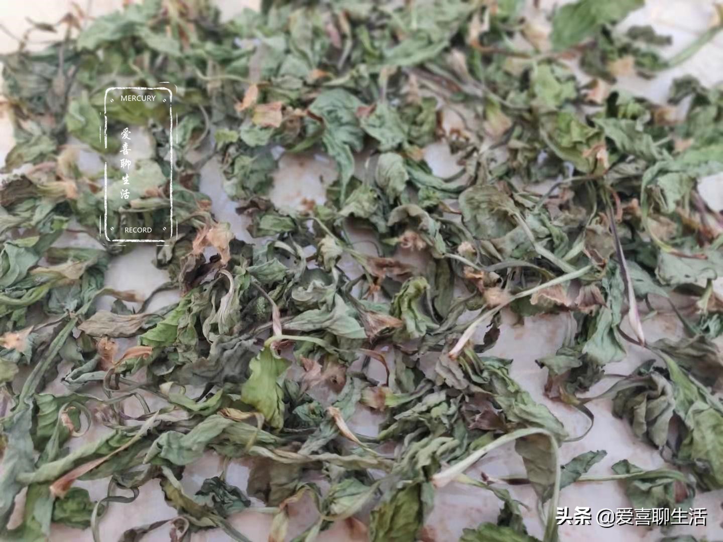 车前草新鲜,哪个季节的车前草泡水喝最好