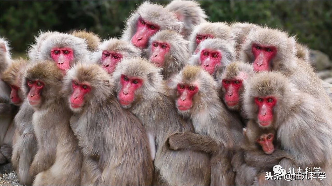 绉冨ご鐚村瓙鍚冮奔,鏃ユ湰鐚村瓙绉冨ご鍚冮潚鑺遍奔