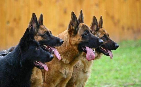 德国牧羊犬优点,德国牧羊犬的优缺点