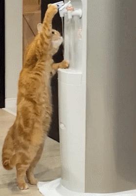 好不容易养大的猫被猪拱了,猫为什么喜欢被猪拱