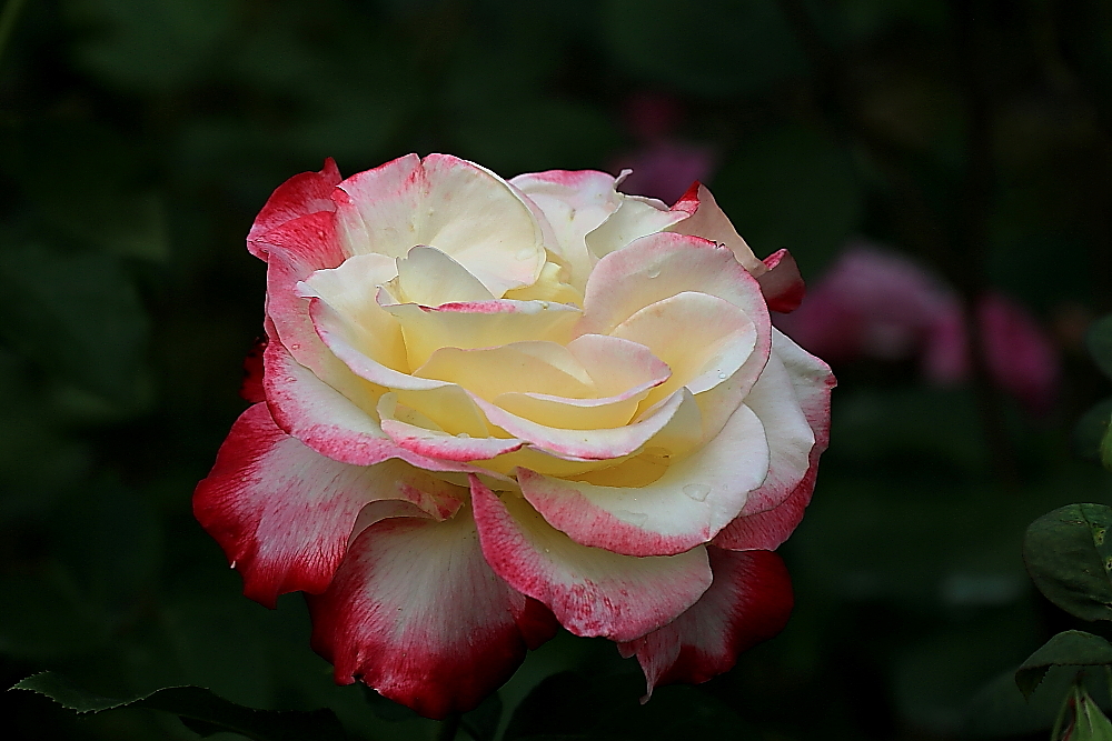 五月赏百合花,半音阶口琴独奏萨克斯版茉莉花