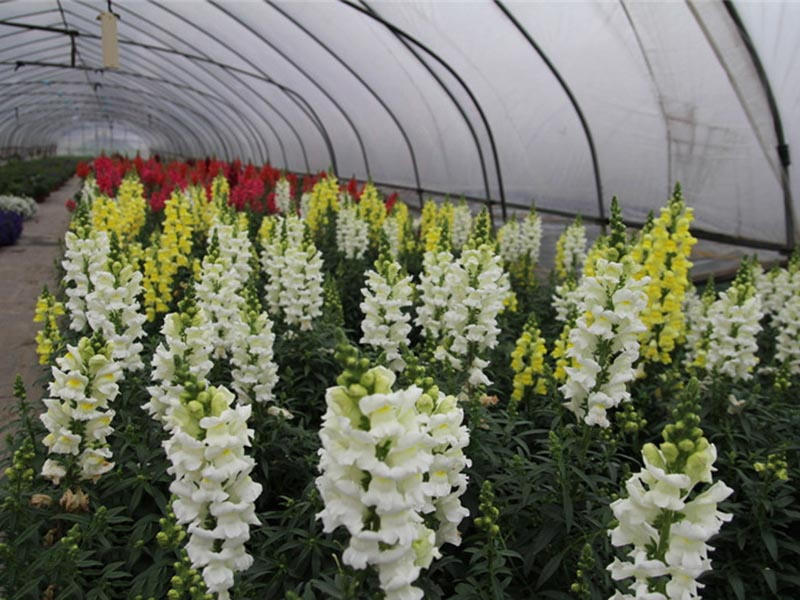 水草金鱼草怎么种植,金鱼草种植方法和注意事项