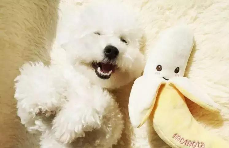 比熊消化不良的症状,比熊消化不良怎么办