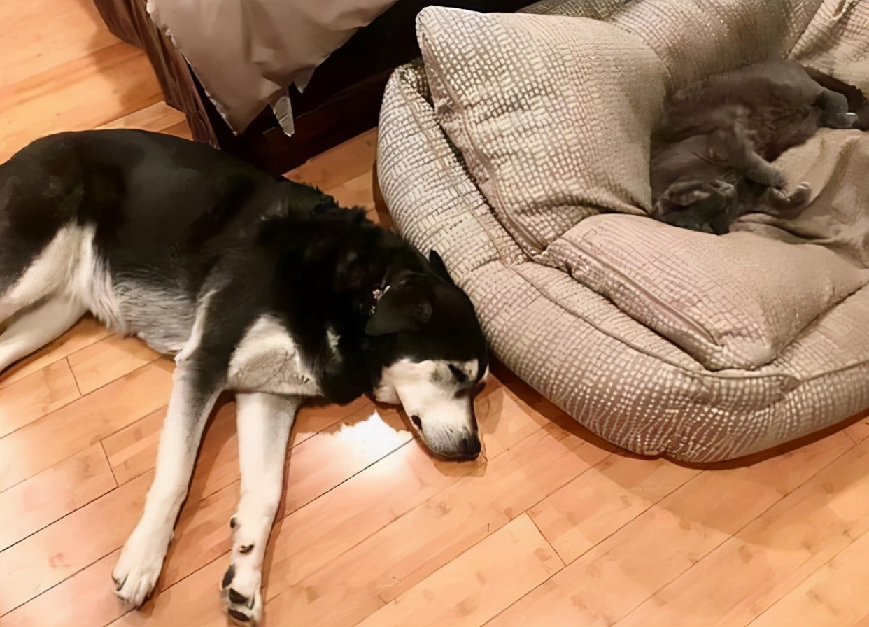明明有猫窝就是不睡,冬天狗子睡地板不睡狗窝