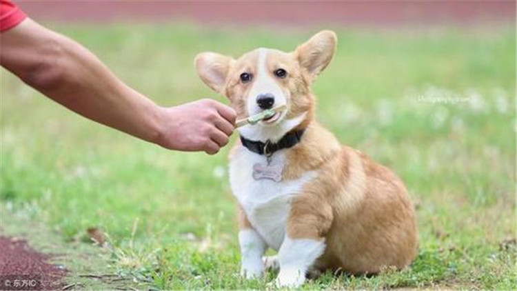 狗狗吃袜子纸巾啥都吃,狗狗吃纸巾会拉出来吗