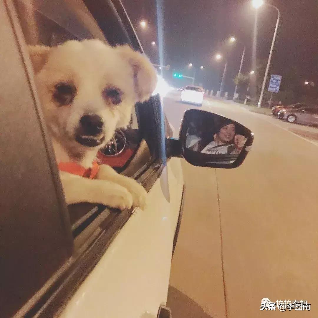 不小心踩到狗狗的身体怎么办,不小心踩伤狗狗后该怎么和它道歉