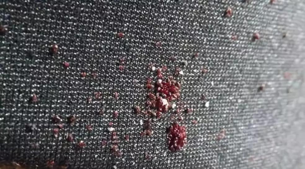 养鸟血螨危害及处理方法,鸟的血螨怎么杀