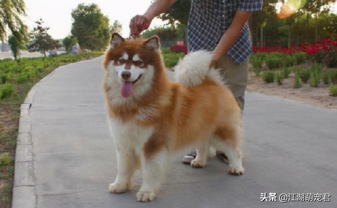 如果你想养狗理由是什么,如果你要养一只猫的话要必备什么