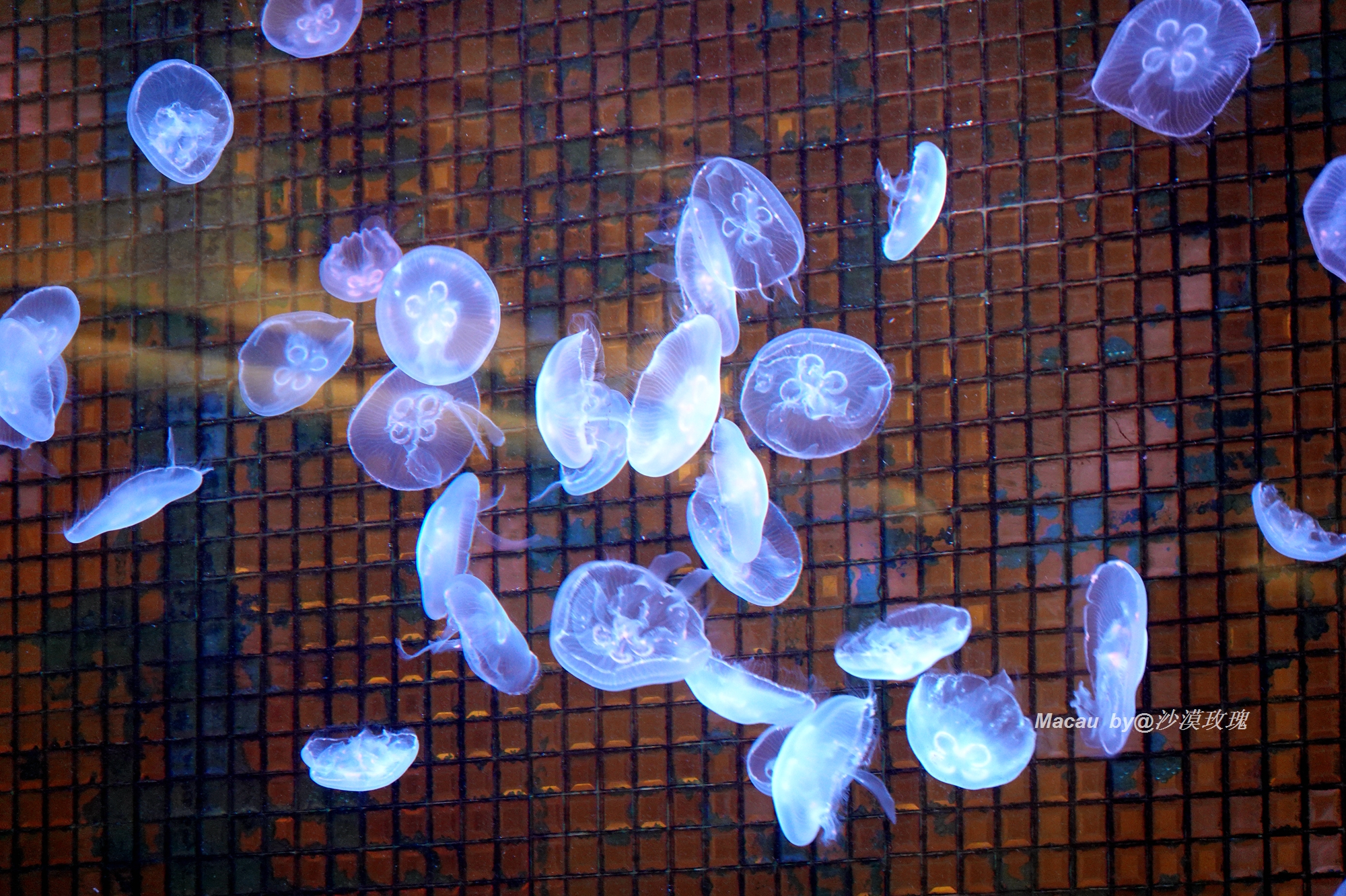 澳门葡京酒店豪华客房一晚多少钱,澳门的美高梅酒店住一晚要多少钱