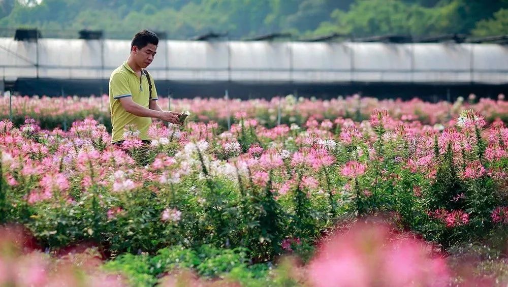 走,去太和!帽峰山下赏红叶、逛农庄、吃烧鸡、住民宿……