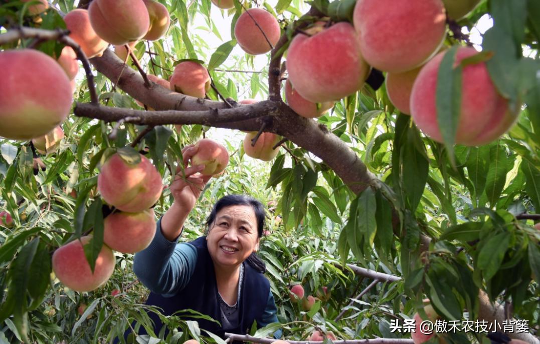 果树提高花芽分化的方法,果树花芽分化最佳方法