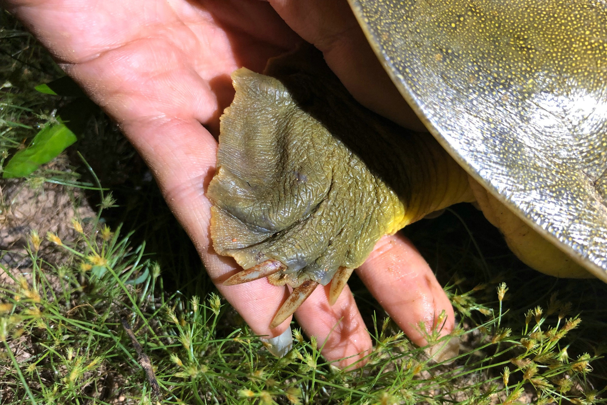 钓鱼人钓到鳖,南阳一46斤百年巨鳖上岸被捉