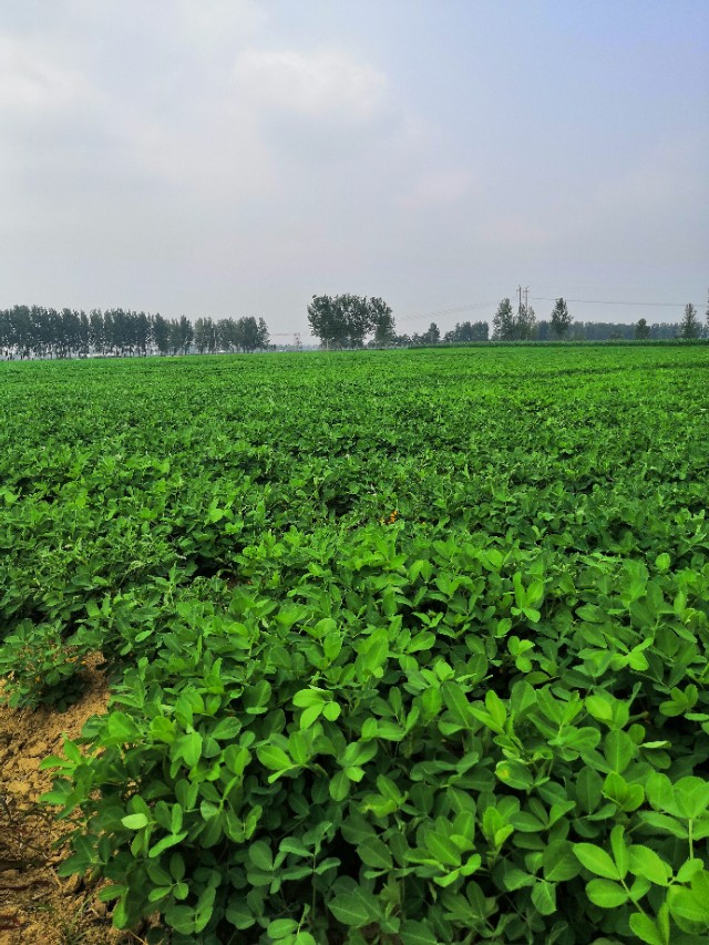 母猪正常喂食的禁忌,妊娠期的母猪不宜使用哪些药