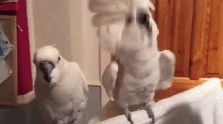 当一个婚骗，骗上了一个调查记者