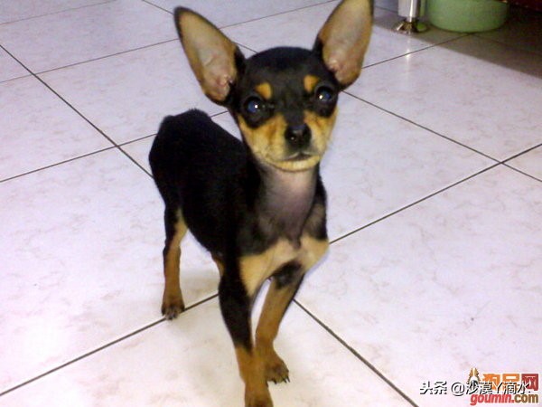 比尼熊狗狗价格,阿拉斯加狗狗价格