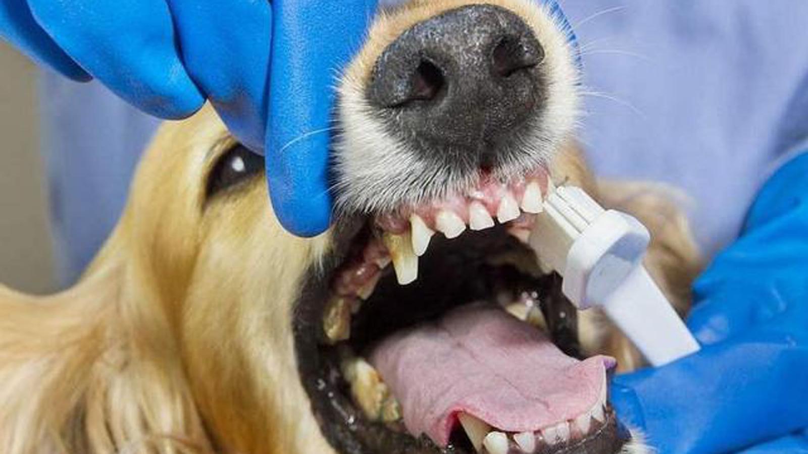 狗体臭味怎么除掉,狗体臭是什么原因怎么治