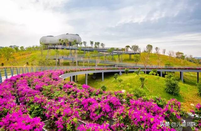 深圳中心公园足球场,深圳中心公园大草坪