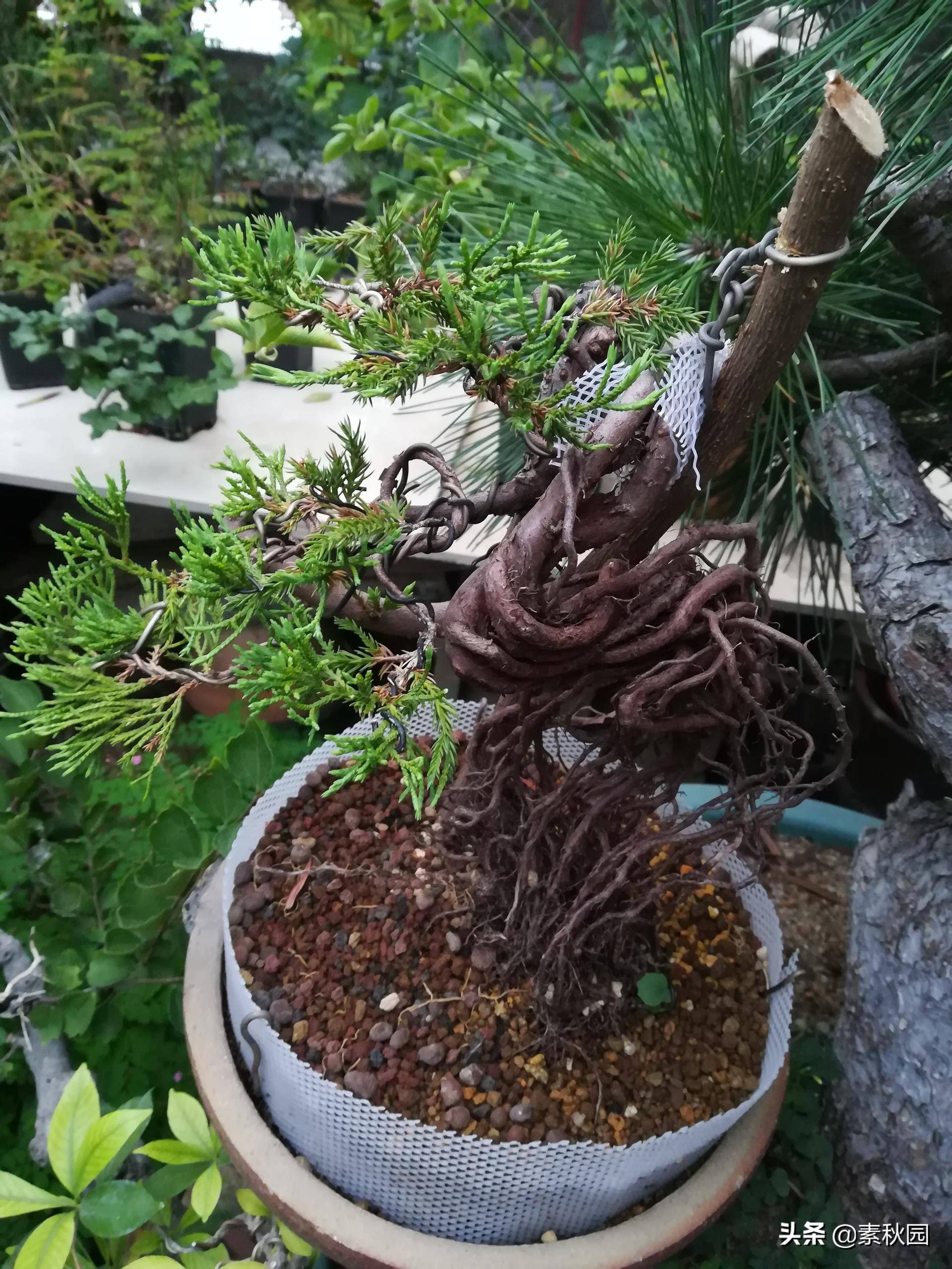 怎样从一棵小苗培养成提根盆景—台湾真柏