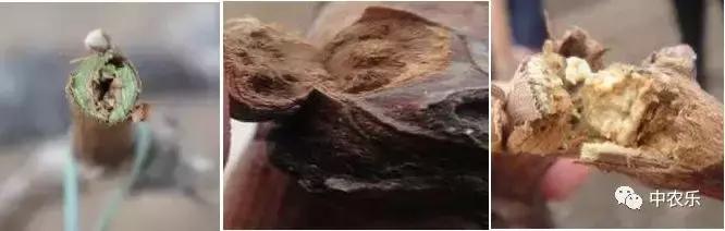 吐鲁番葡萄冬季易受低温冻害,葡萄萌芽在几度容易发生冻害